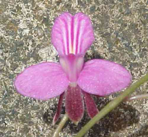 Tetramicra canaliculata